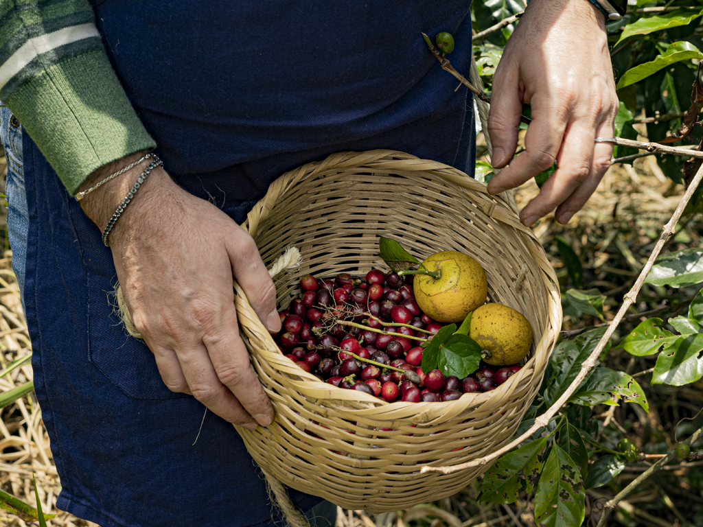 caficultor por un día en colombia