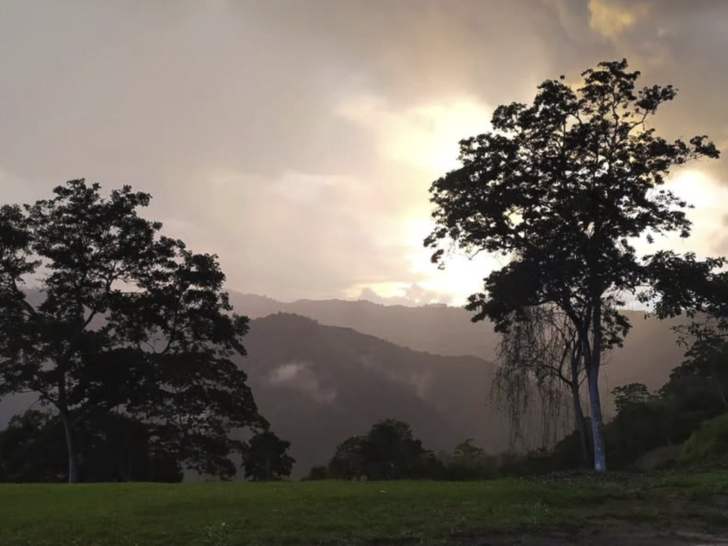 Finca de café en los altos mirandinos café venezolano