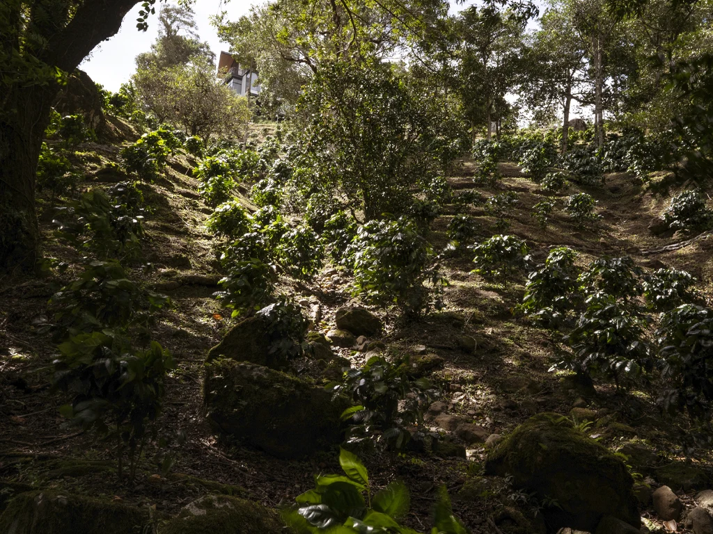 Millo Verde Coffee Estate Dónde hospedarse en Boquete