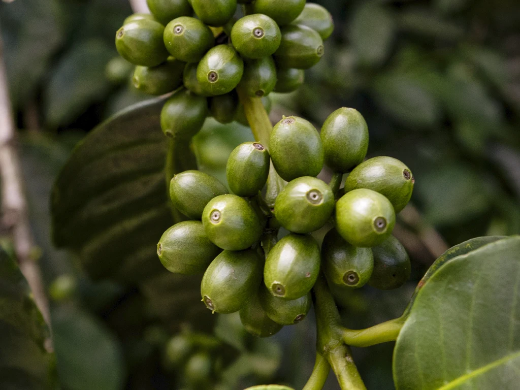 Millo Verde Coffee Estate café geisha